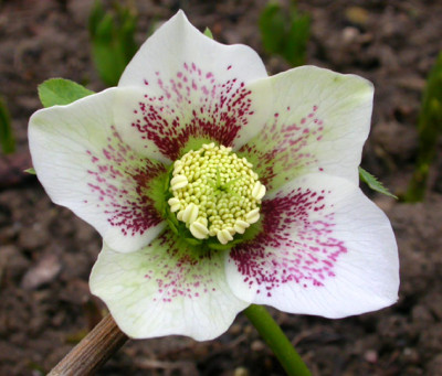 Helleborus_wei_guttatus_Stern_2.jpg