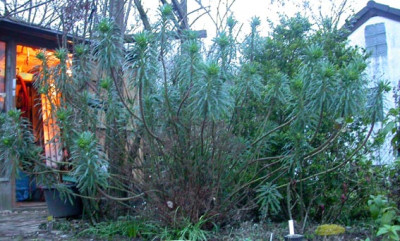 Eurphorbia_characias_Januar_2008.jpg