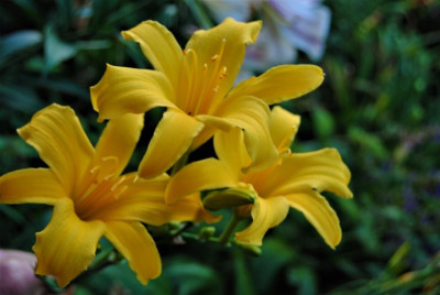 DSC_0715.JPG