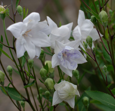 DSC_2513_DxO.jpg