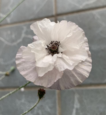 16DB21C3-54EE-4D6F-AE7D-13754F98BCC4.jpeg