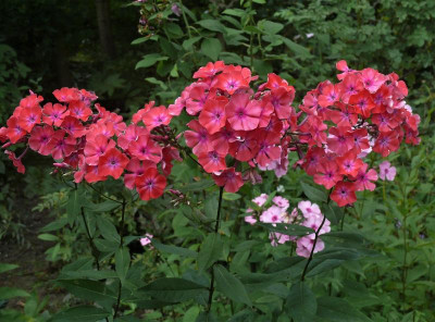 P1150500.JPG