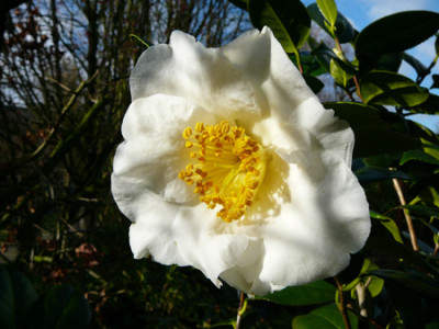 Alba-simplex2.jpg