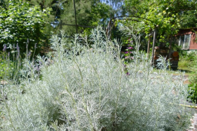 Artemisia_abrotanum_Silver_P1010659.JPG