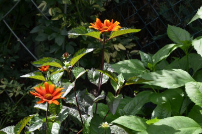 DSC_1919.JPG