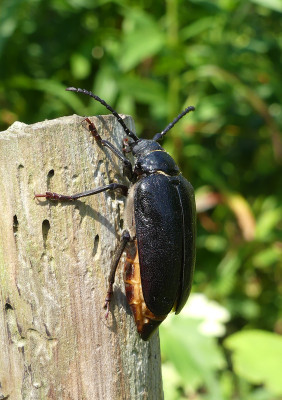 2021-07-24 Käfer Sägebock 4.jpg
