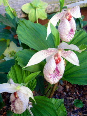 Cypripedium-formosa_Frauenschuh.JPG