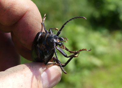 2021-07-24 Käfer Sägebock 9.jpg