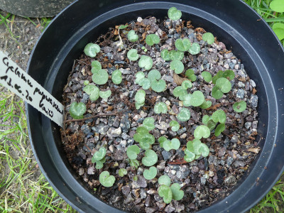 2021-07-24 Cyclamen purpurascens 1.jpg