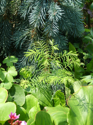 2021-07-24 Metasequoiadendron.jpg