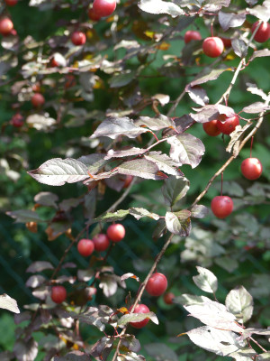 2021-07-24 Prunus 3.jpg
