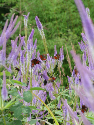 2021-07-24 Gartenimpressionen 6.jpg