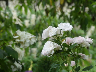 2021-07-24 Gartenimpressionen 4.jpg