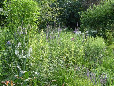 2021-07-24 Gartenimpressionen 7.jpg