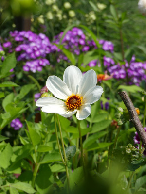 2021-07-24 Dahlia 1.jpg