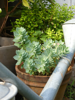 2021-07-24 Euphorbia.jpg