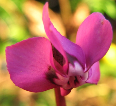 22.01.08_7243_Cyclamen_coum_Samling.JPG