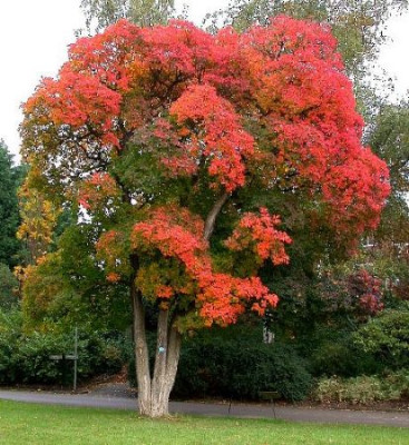Cotinus_obovatus_in_Herbstkleid_Kew_4.JPG