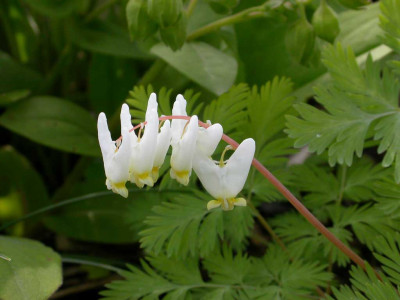 Dicentra_cucullaria_2006.jpg