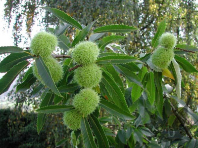 castanea_sativa_003.jpg