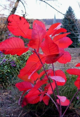 16.11.06_-2_Cotinus_x_dummeri_Grace.jpg