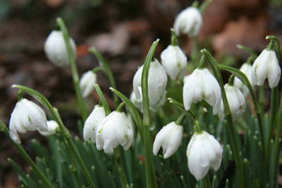 Galanthus_IMG_1837ajpg.jpg