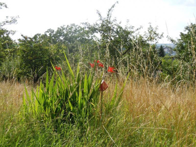 DSCN1008.JPG