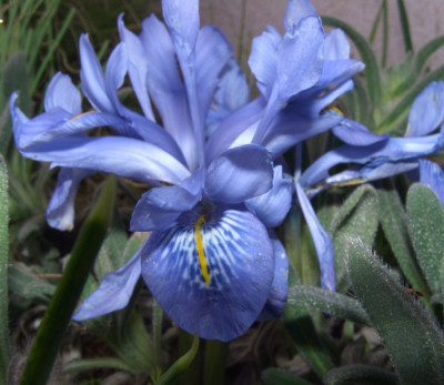 Iris_histriodes_08.JPG