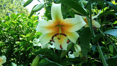 IMG_20210725_103226.jpg