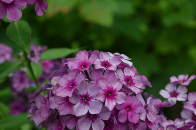 DSC_0165.JPG