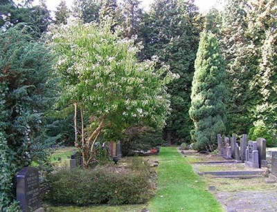 Oosterse_Hepta_habitus.jpg