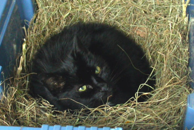 Schwarzer_Faucher_in_der_Kiste.jpg