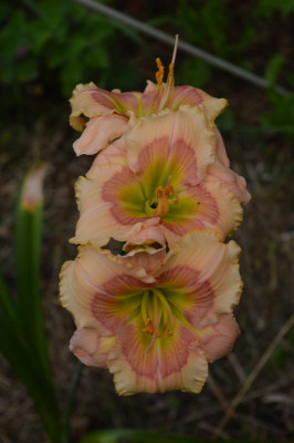DSC_0070.JPG