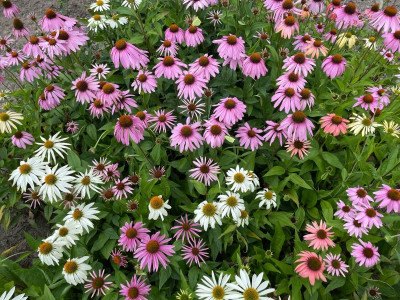 Echinacea purpurea Juli 2021.jpg