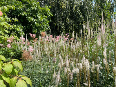 Veronicastrum Juli 2021.jpg