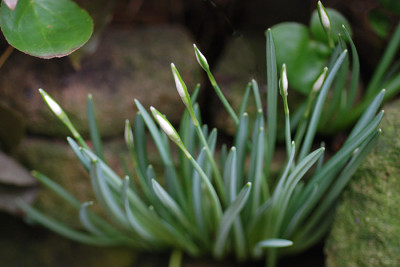 Mauerbluemchen-280108-k.jpg