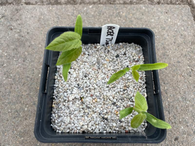 Acer tsinglingense  Germination Juli 2021.jpg