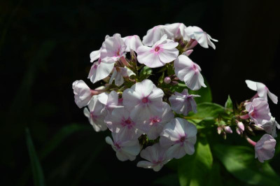 DSC_0039.JPG