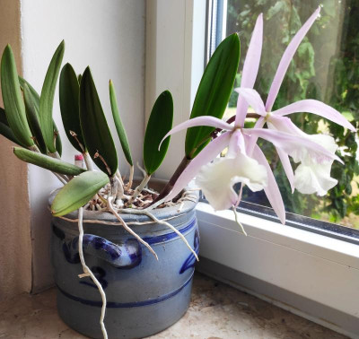 Brassavola nodosa.jpg