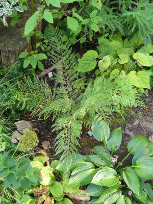 2021-07-25 Polystichum setiferum 'Druery'.jpg
