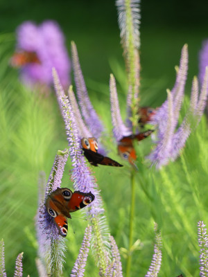 2021-07-25 Gartenimpressionen Tagpfauenaugen 1.jpg