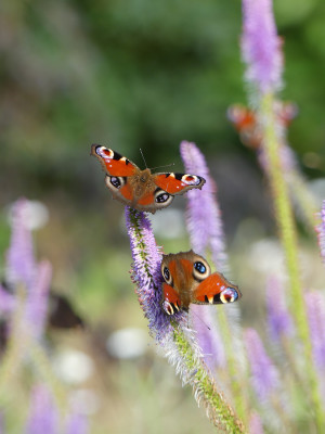 2021-07-25 Gartenimpressionen Tagpfauenaugen 2.jpg