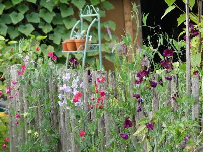 2021-07-25 Lathyrus odoratus.jpg