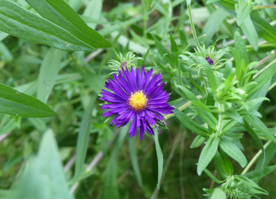 2021-07-25 Aster 'Büchter Nacht'.jpg