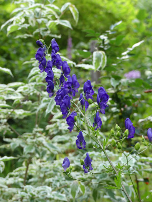 2021-07-25 Aconitum 1.jpg