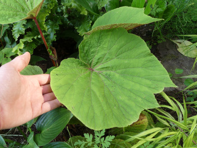 2021-07-25 Begonia 'Torsa' 2.jpg