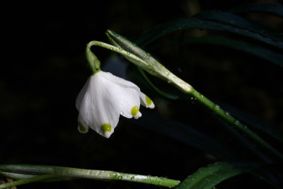 Fruhlingsknotenblume-Rendel.jpg