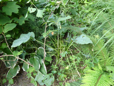 2021-07-25 Hosta 1.jpg