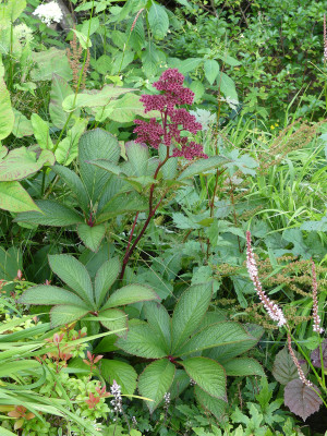 2021-07-25 Rodgersia 'Crug Cardinal'.jpg