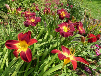 2021_0725JuliEndeGarten0097.JPG